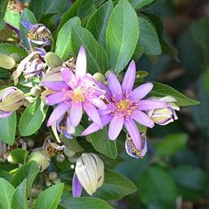 Lavender Star Flower Seeds (Grewia occidentalis) Packet of 5 Seeds - Palm Beach Seed Company?