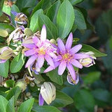 Lavender Star Flower Seeds (Grewia occidentalis) Packet of 5 Seeds - Palm Beach Seed Company?