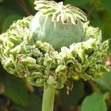 100 Pcs Poppy Hen and Chicken Flower Seeds/PAPAVER SOMNIFERUM/ Have unusual Seeds Pods/Great for decorations/FL512