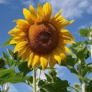 Sunflower Flower Seeds,  Mammoth Grey Stripe Sunflower Seeds, "COOL BEANS N sprouts" Brand. Non-GMO. Home Gardening.