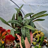 Ledebouria Socialis - Leopard Lily succulent in pot