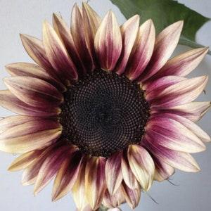 5 seeds /  ProCut Plum - Sunflower Seed / Single Stem Sunflower / Plum-to-Cream Bicolor Blooms / 5 /pkg (#31- 5)