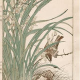 1892, Imao Keinen, "Four-season orchid, Kayamajico"
