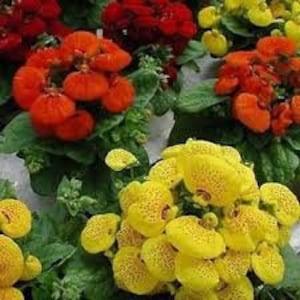 50 Slipper Mix Flower Seeds/CALCEOLARIA HERBOHYBRIDA/ Slipper Fascination Mix /Lady's Purse/ Pocket Book Plant/Exotic Annual Flower/FL464