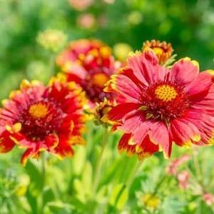 50+ Beautiful Bi-colour Dwarf Blanketflower  (Gaillardia Aristata) mix