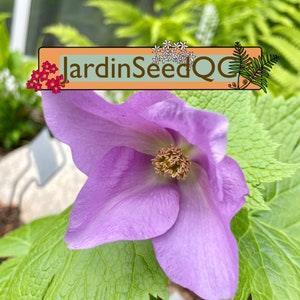 Glaucidium palmatum Japanese Wood Poppy 5 rare seeds!