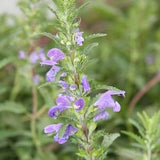 Moldavian Balm Seeds - Dracocephalum moldavica - Moldavian Dragonhead