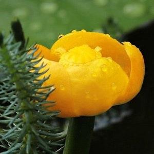 DWARF YELLOW Water Lily Nuphar Lutea Pumila Waterlily Pond 5 Seeds