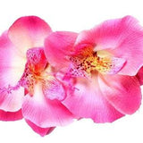 Phalaenopsis Orchid French Auto Barrette.  For your Hair! Karin's Garden - Made in the USA - Tropical Vacation Ready - Life like Orchids