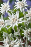 Een tuin border aanleggen met schaduwplanten Flower Delivery