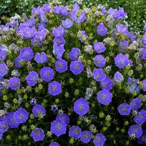 100 Pcs Tussock Bellflower Seeds- Blue Tussock Bellflower Seeds- CAMPANULA CARPATICA--Cheery Perennial Flower-/ (FL412)