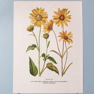 Wild flower Prairie Sunflower Botanical Art Print/ Vintage Wildflower Book Plate 199 Lithograph Wall Art to frame/ 7 3/4 X 10 3/8"