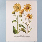 Wild flower Prairie Sunflower Botanical Art Print/ Vintage Wildflower Book Plate 199 Lithograph Wall Art to frame/ 7 3/4 X 10 3/8