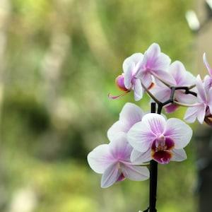 White and Pink Orchid