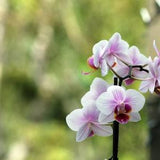 White and Pink Orchid