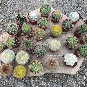 Wedding Favours | Live Cactus Plants | Mini Cactus