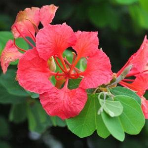Red Orchid Tree   Bauhinia galpinii   10 Seeds