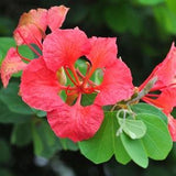 Red Orchid Tree   Bauhinia galpinii   10 Seeds
