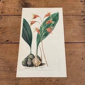 Golden Maxillaria Orchid, Original 1838 Hand-Colored Curtis Engraving, Antique Botanical Print
