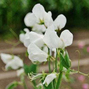 30 Pcs Royal White Sweet Pea Flower Seed-Lathyrus Odoratus--Seductive Fragrance-FL639-Royal Family-Perfect for Bouquet