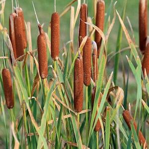 Marginal Grass Seed Typha Phragmites Phalaris Carex species Reed Rush Sedge Cattail Reedmace UK Hardy Ornamental Pond Lake Water Garden