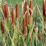 Marginal Grass Seed Typha Phragmites Phalaris Carex species Reed Rush Sedge Cattail Reedmace UK Hardy Ornamental Pond Lake Water Garden