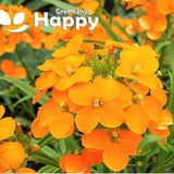SUMMER CARNIVAL ORANGE - 600 seeds - Cheiranthus allionii - Biennial Flower
