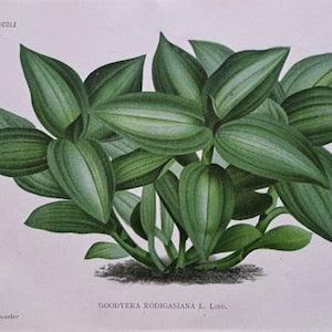 1886 L'Illustration Horticole - Goodyera Rodigasiana. Jewel Orchid. Chromolithograph print. Artist P De Pannemaeker. Published by J. Linden.
