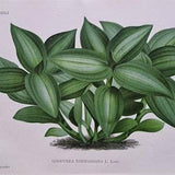 1886 L'Illustration Horticole - Goodyera Rodigasiana. Jewel Orchid. Chromolithograph print. Artist P De Pannemaeker. Published by J. Linden.