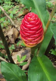 Shampoo Ginger Lily Plant - Zingiber Zerumbet - Awapuhi Kuahiwi - Bitter Ginger