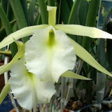 Rhynchovola Jimminey Cricket 'Superbug' AM/AOS Near Blooming Brassavola Clone. Fragrant