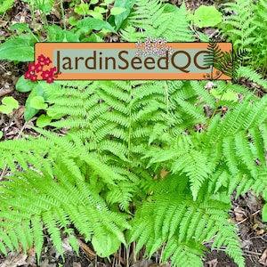 Northern lady fern, common lady fern (Athyrium filix-femina) 500 spores / seeds / graines