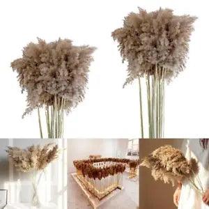 10pcs Dried Pampas Grass Plumes Flower Arrangements Reed Bunch Wedding Decor
