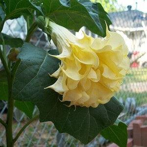 Triple Yellow Angel Trumpet - Datura Metel - Rare Plant Seeds - Brugmansia candida, Yellow-Green, golden angels trumpet, triple trumpet