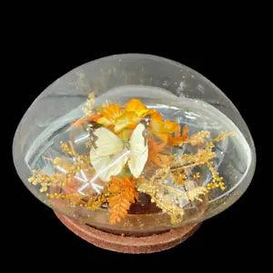 Vintage 70's Domed Glass Butterfly Dried Flowers Floral Decor Taiwan
