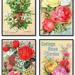 Cottage Rose Vintage Seed Catalogue Covers Set of 4 Art Prints Shabby Chic Rose Decor