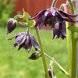 Purple Columbine - Aquilegia 50 Seeds