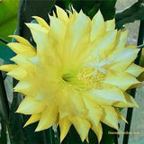 1 cutting/ leaf/ stem Rare Chardonnay Twist Epiphyllum Orchid Cactus 6-8???