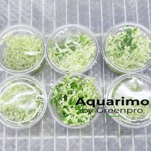 6 Packs Bacopa Compact White Tissue Culture Live Aquatic Plant Freshwater Fish Tank Decorations US Nurseries