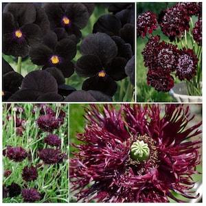 SANGRIA SWIRL Seed Kit | 4 Burgundy/Black Flowers | Black Button Centaurea, Black Knight Scabiosa, Black Swan Poppy, Black Viola