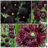SANGRIA SWIRL Seed Kit | 4 Burgundy/Black Flowers | Black Button Centaurea, Black Knight Scabiosa, Black Swan Poppy, Black Viola