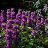 100 Seeds- Lemon Bee Balm - Lemon Mint Bergamot- Monarda Citriodora -J086-Purple Horsemint-Highly Medicinal Annual  and great for food