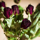 10 Dried roses bouquet, burgundy-black natural  dried Roses Dried Arrangements, floral Craft Supply Crafting dried bouquet