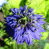 Love in a Mist (Nigella damacena) - Organic Flower Seeds 0.5 Grams ~ 150 Seeds