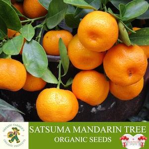 Satsuma Mandarin Tree Organic Seeds, 10+ Count Mandarin Tree Seed, Mandarin Plant Seeds for Garden and Pot,Non-GMO-Heirloom,Open Pollination