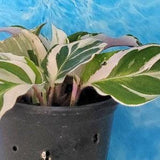 Calathea white fusion live plant-white peacok plant 4" pot~Indoor plant