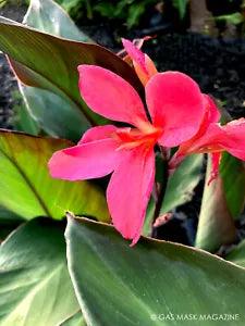 Yucatana Crema Canna Lily Live Plant Rhizome