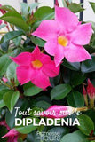 Dipladenia, Mandevilla : plantation et entretien Flower Delivery