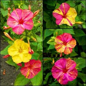 MARVEL OF PERU Mixed - Four O'clock - Mirabilis jalapa - 45 seeds - Annual Flower