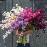 30 Stock Flower Seed Mix / Matthiola incanas / Cut Flower / Container Gardening / English Garden / Wildflowers / Cottage Garden